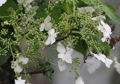 Hydrangea petiolaris
