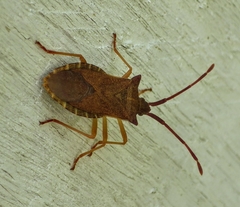 Gonocerus acuteangulatus