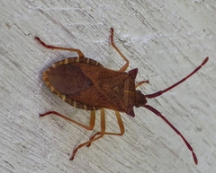Gonocerus acuteangulatus