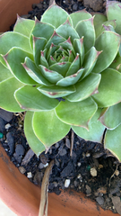 Sempervivum tectorum