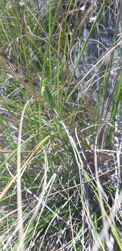 Poecilimon superbus
