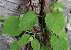 Hydrangea petiolaris
