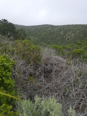 Neotoma fuscipes annectens