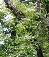 Hydrangea petiolaris