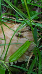 Ontholestes cingulatus