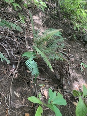 Blechnum occidentale