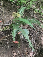 Blechnum occidentale