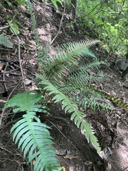 Blechnum occidentale