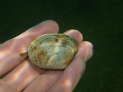 Ruditapes decussatus