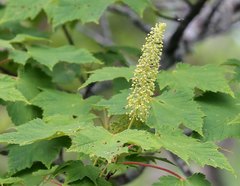 Acer ukurunduense