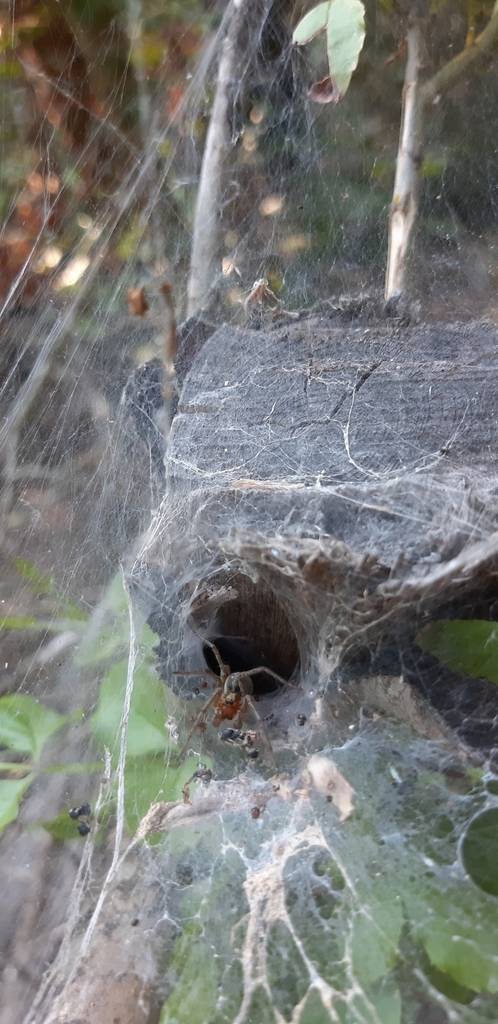 Große Labyrinthspinne