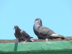 Columba livia