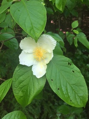 Stewartia