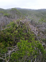 Neotoma fuscipes annectens