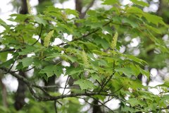 Acer ukurunduense