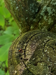 Scaphidium quadrimaculatum