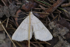 Chytolita morbidalis