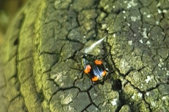 Scaphidium quadrimaculatum