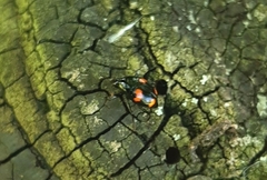 Scaphidium quadrimaculatum