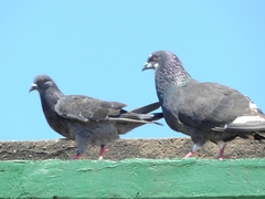 Columba livia