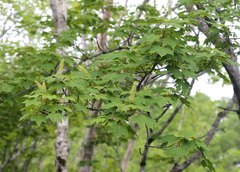 Acer ukurunduense