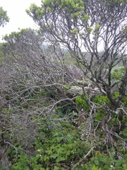 Neotoma fuscipes annectens