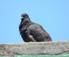 Columba livia