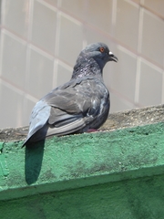 Columba livia