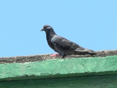 Columba livia