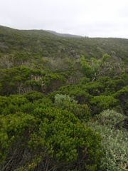 Neotoma fuscipes annectens