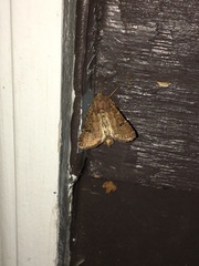 Protorthodes oviduca