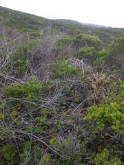 Neotoma fuscipes annectens