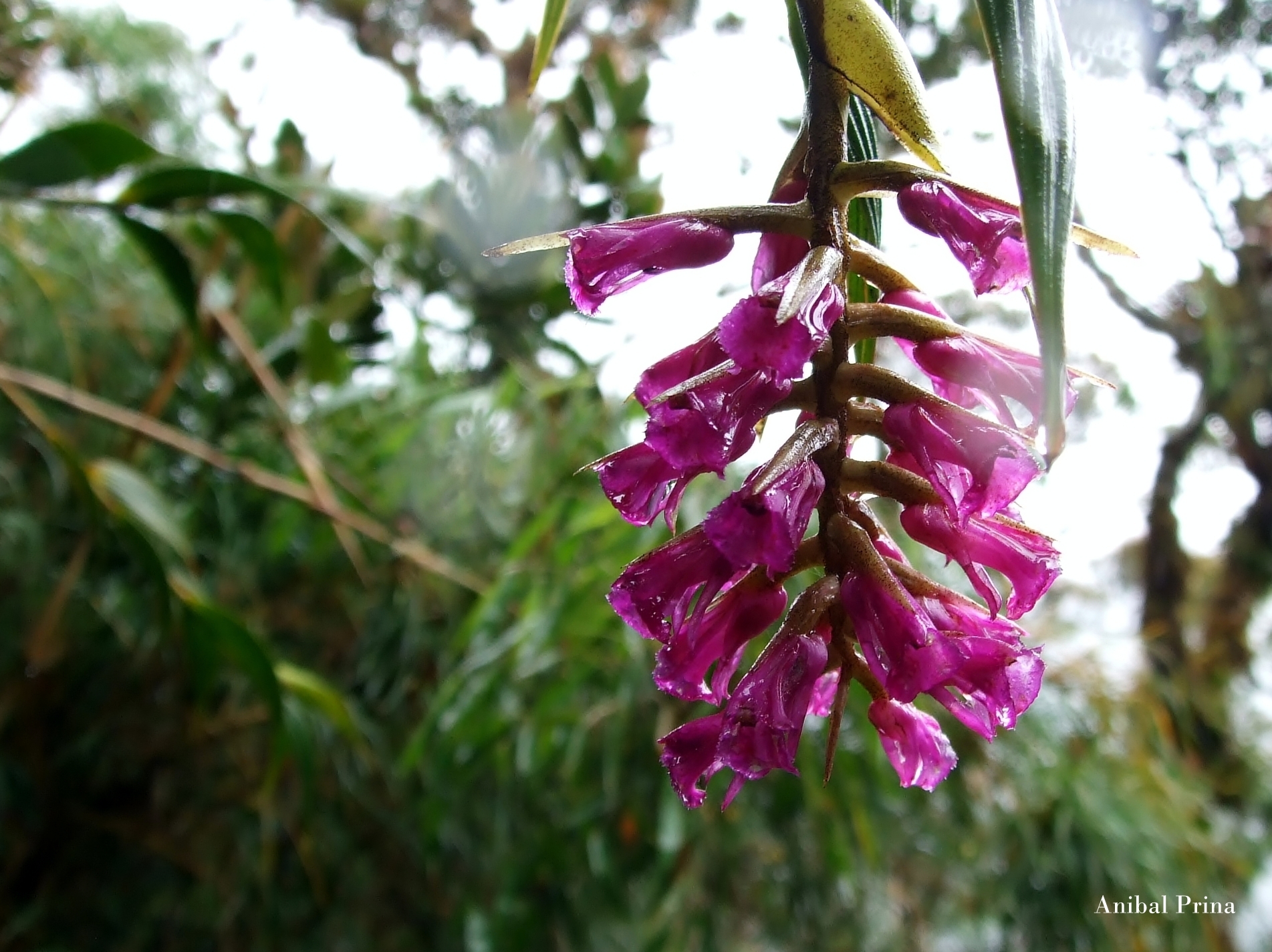 Elleanthus maculatus image