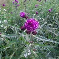 Cirsium heterophyllum