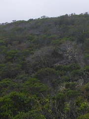 Neotoma fuscipes annectens