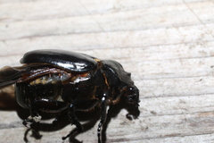 Osmoderma eremicola