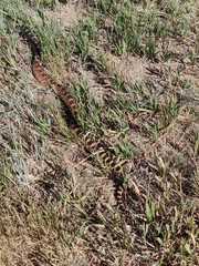 Pituophis catenifer sayi