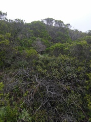 Neotoma fuscipes annectens