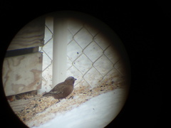 Leucosticte tephrocotis tephrocotis