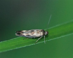 Scythris limbella