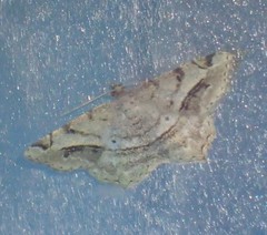 Chiasmia aestimaria