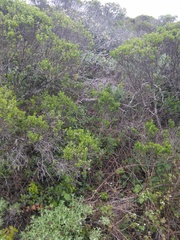 Neotoma fuscipes annectens