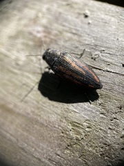 Buprestis lineata