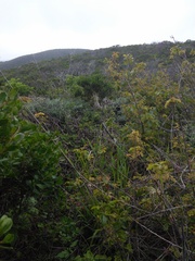 Neotoma fuscipes annectens