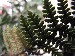 Notholaena galeottii