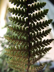 Notholaena galeottii