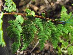 Notholaena galeottii