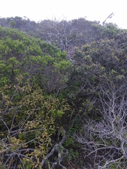 Neotoma fuscipes annectens