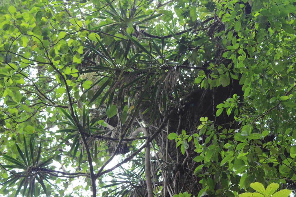 tropical yucca from Santa María Chimalapa, Oaxaca, MX on May 27, 2017 ...