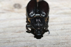 Osmoderma eremicola
